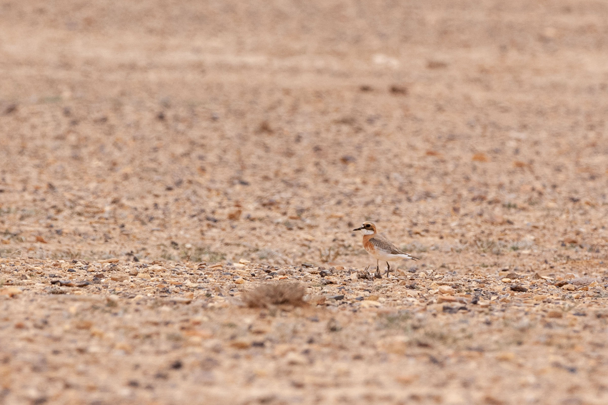 Greater Sand Plover