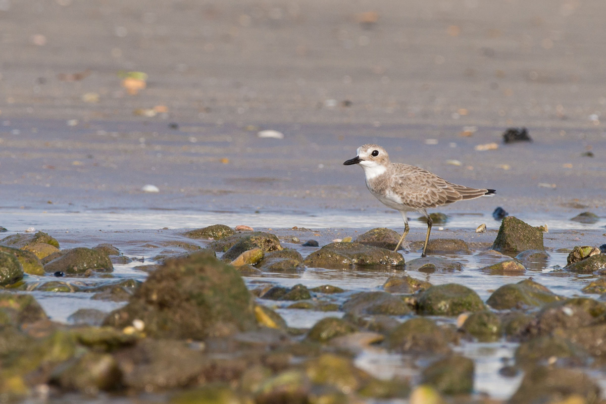 Greater Sand Plover