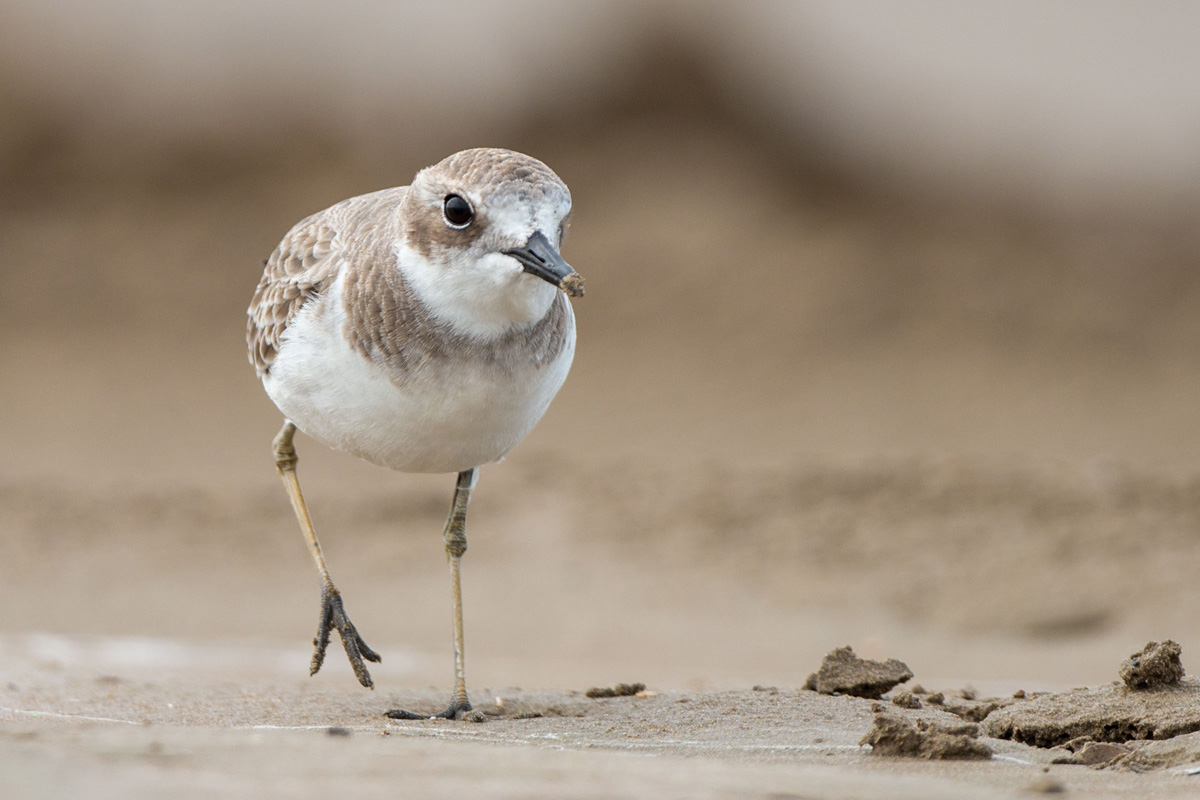 Greater Sand Plover