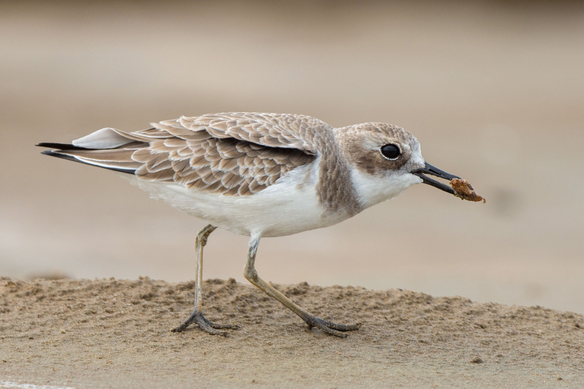 Greater Sand Plover