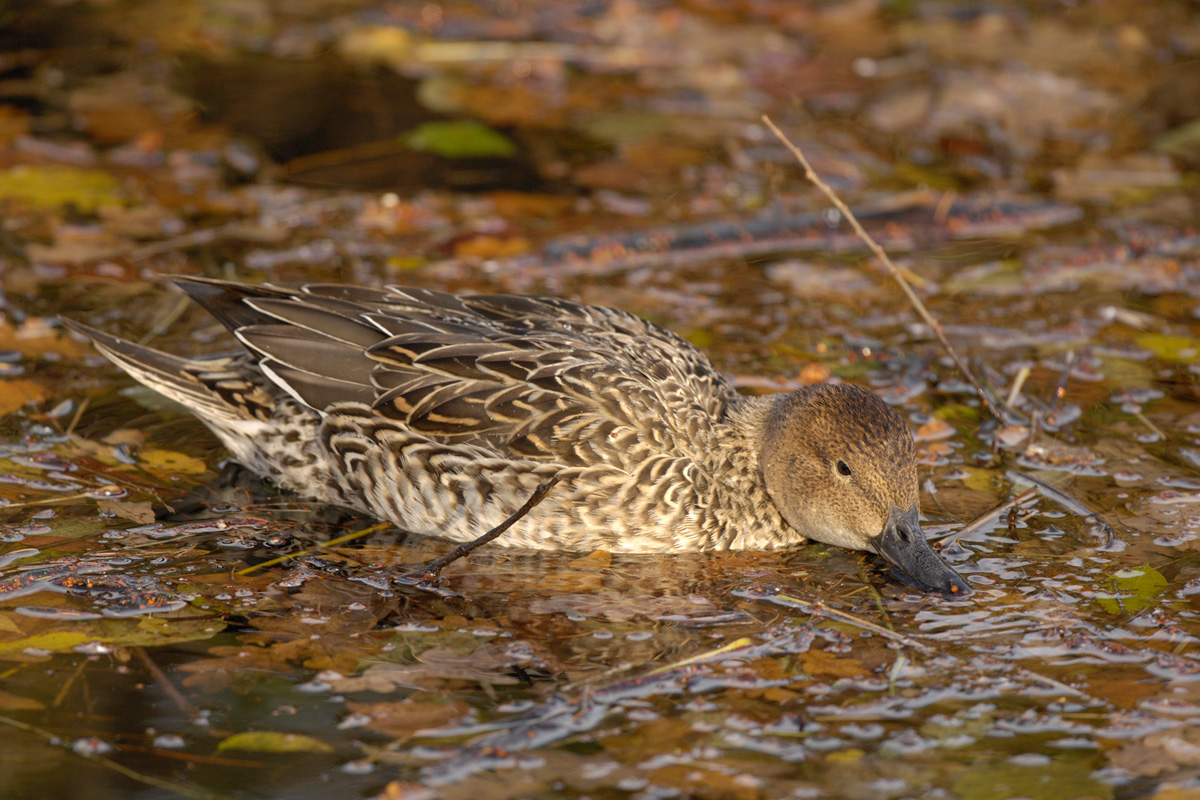 Northern Pintail