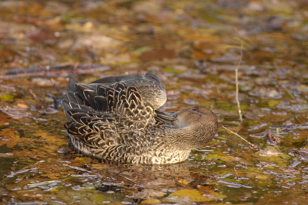 Northern Pintail