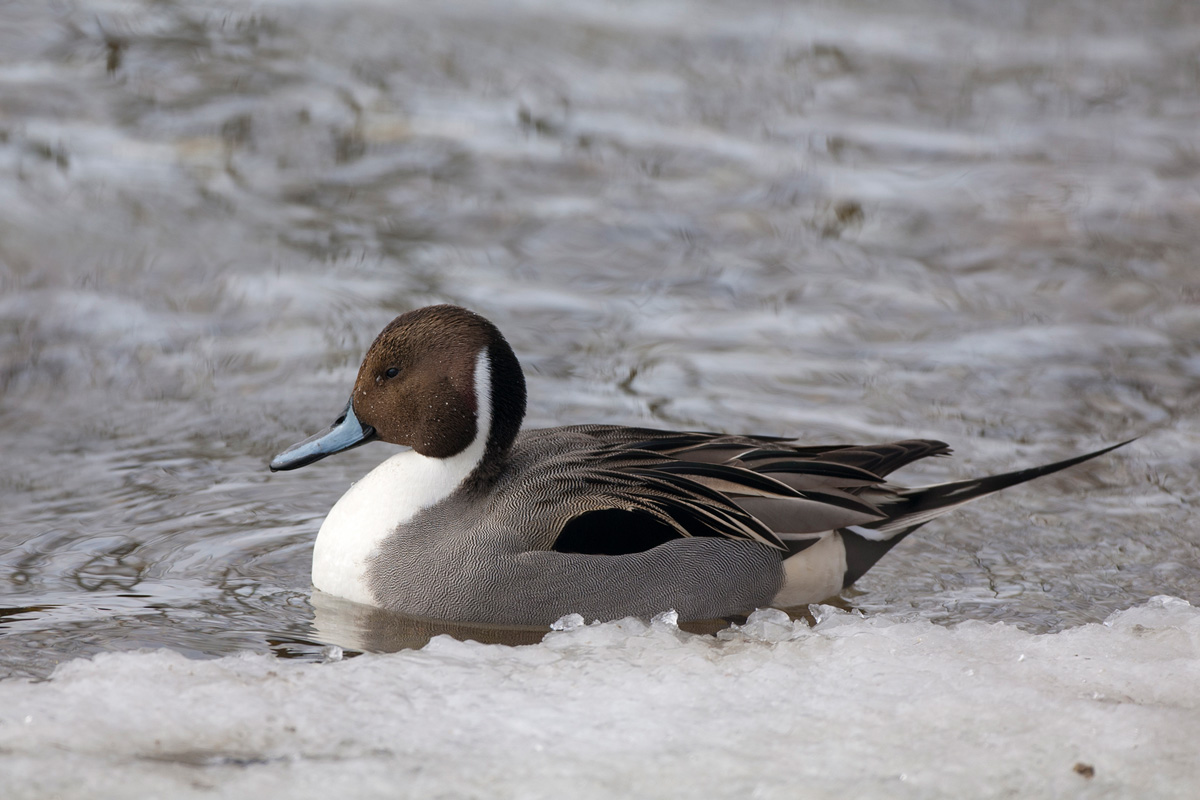 Northern Pintail