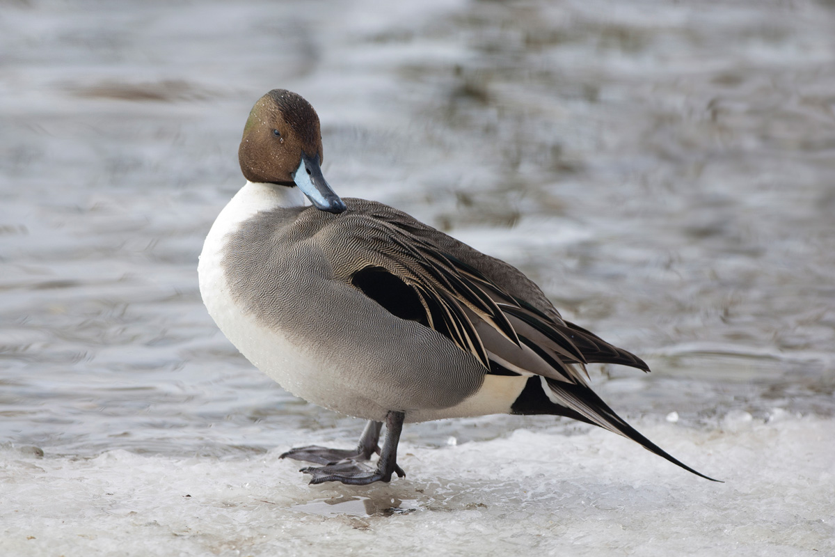 Northern Pintail