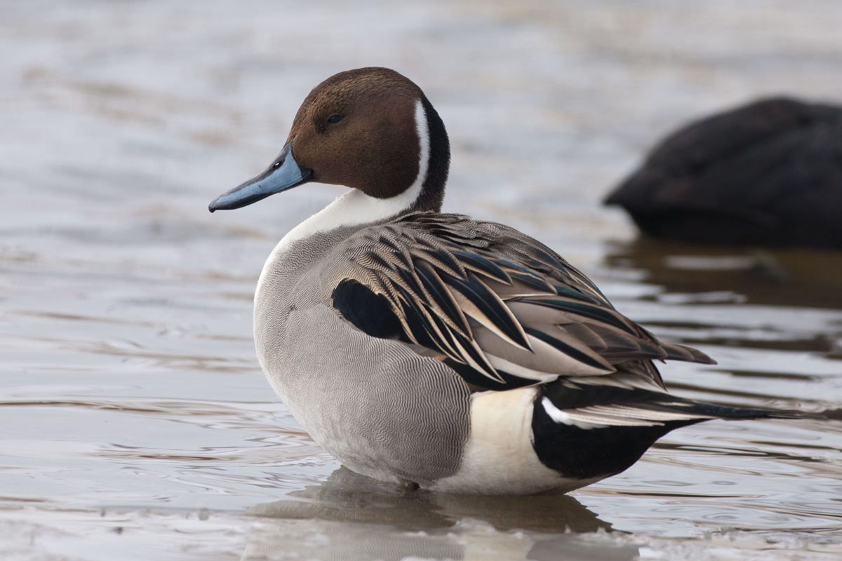 Northern Pintail