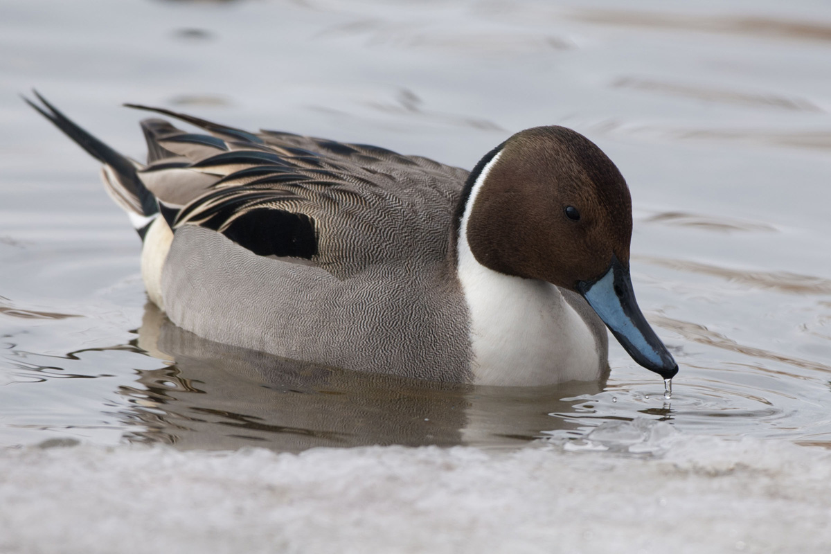 Northern Pintail