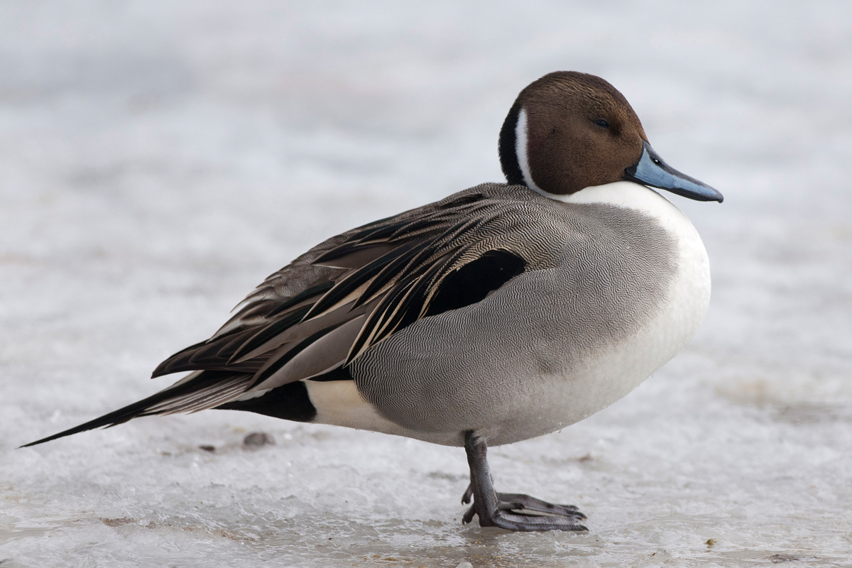 Northern Pintail