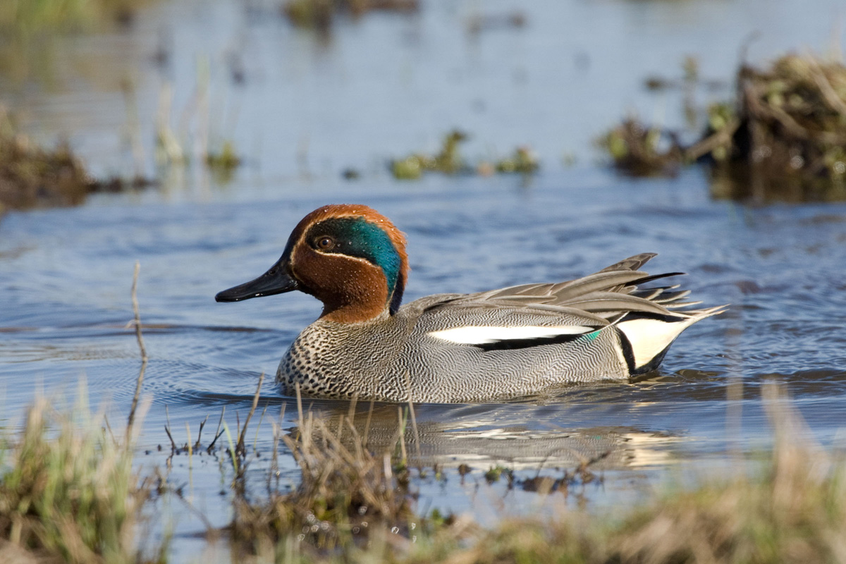 Eurasian Teal