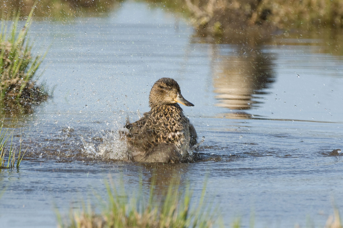 Eurasian Teal