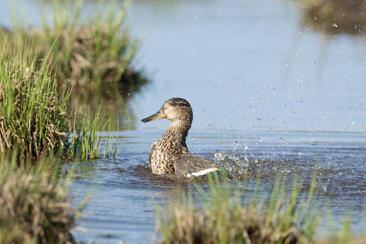 Eurasian Teal