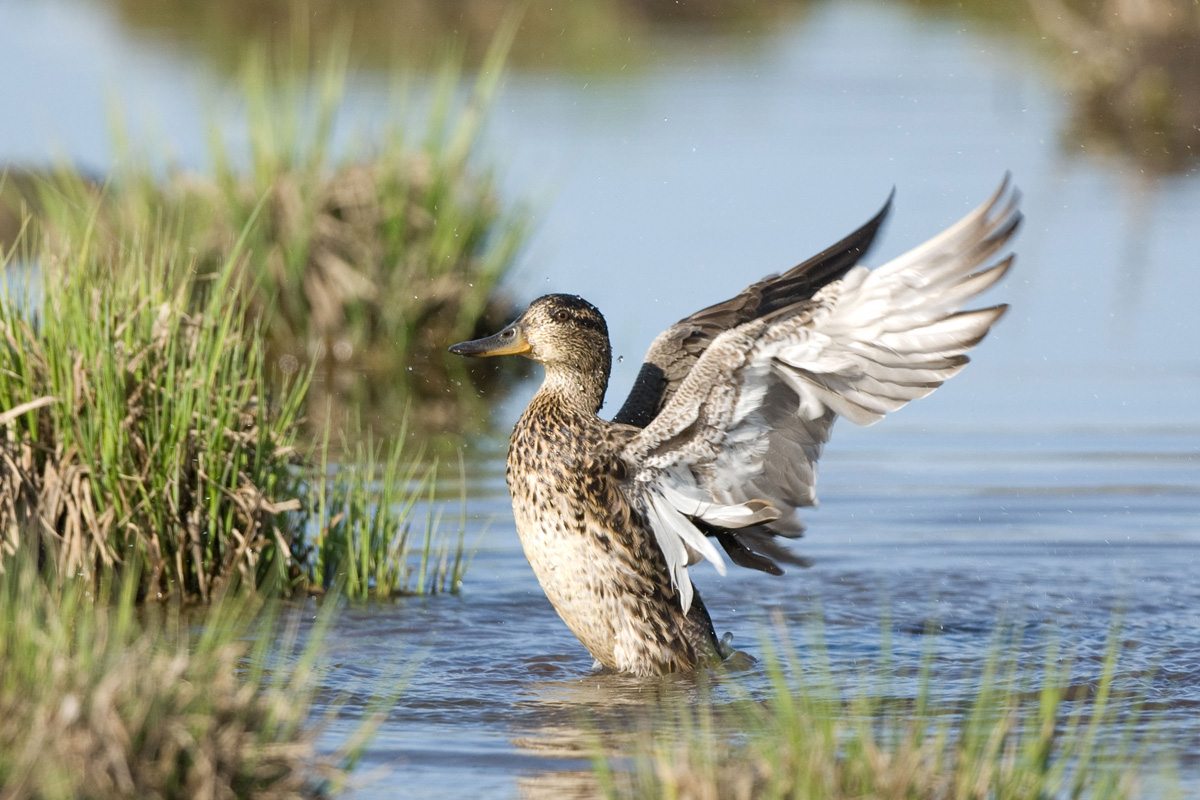 Eurasian Teal