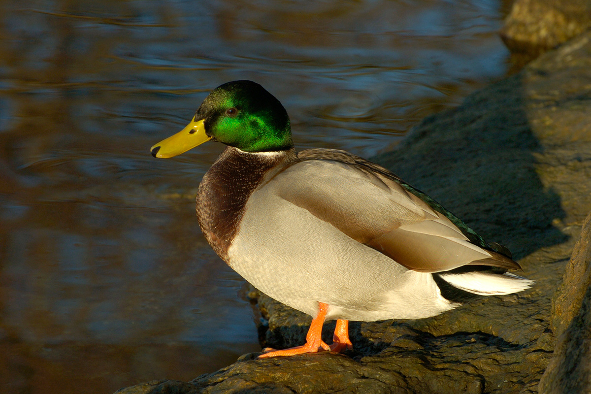 Mallard