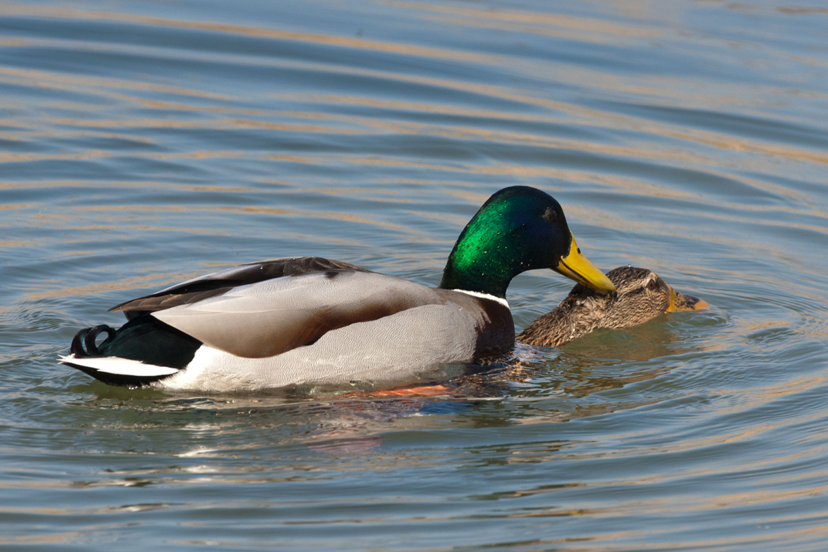 Mallard