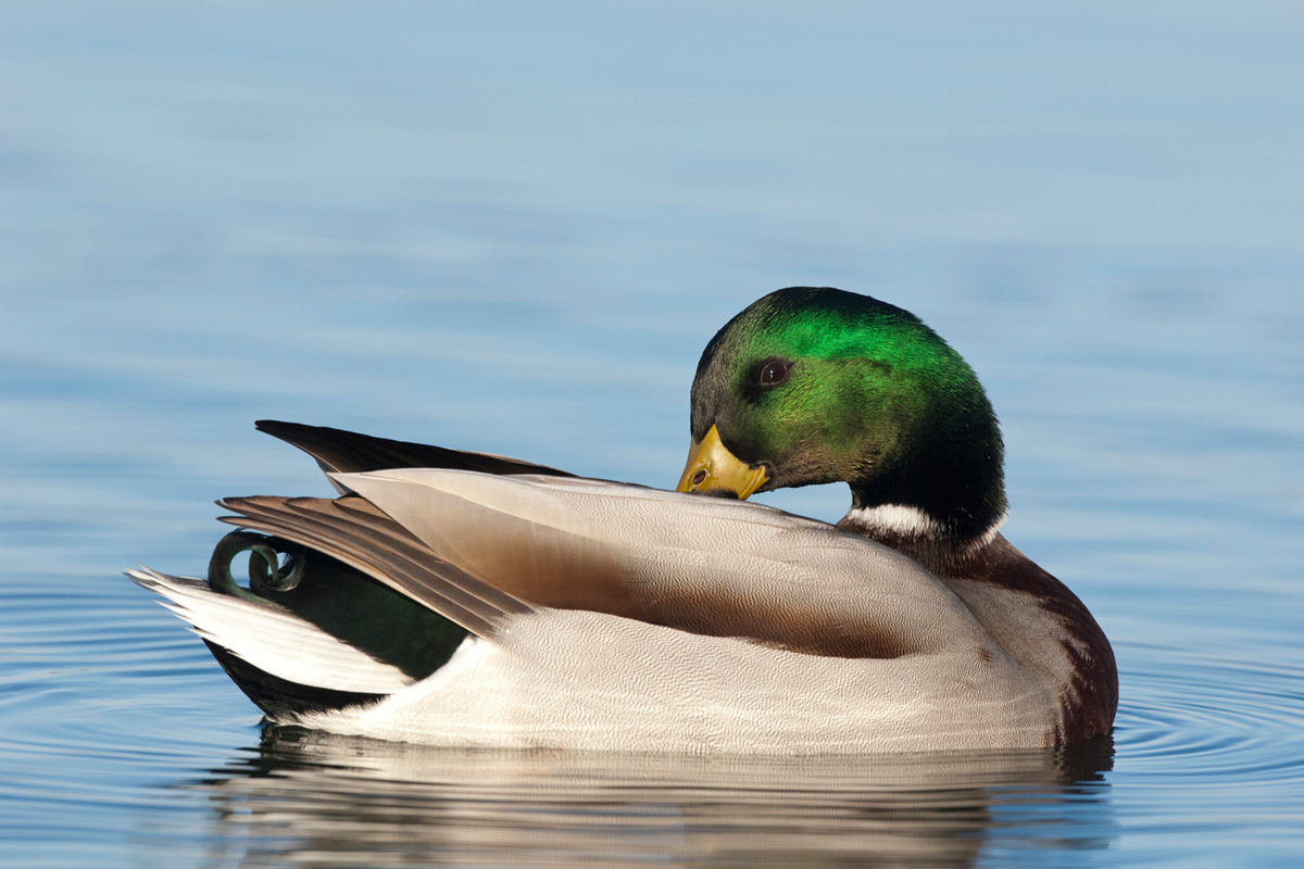 Mallard