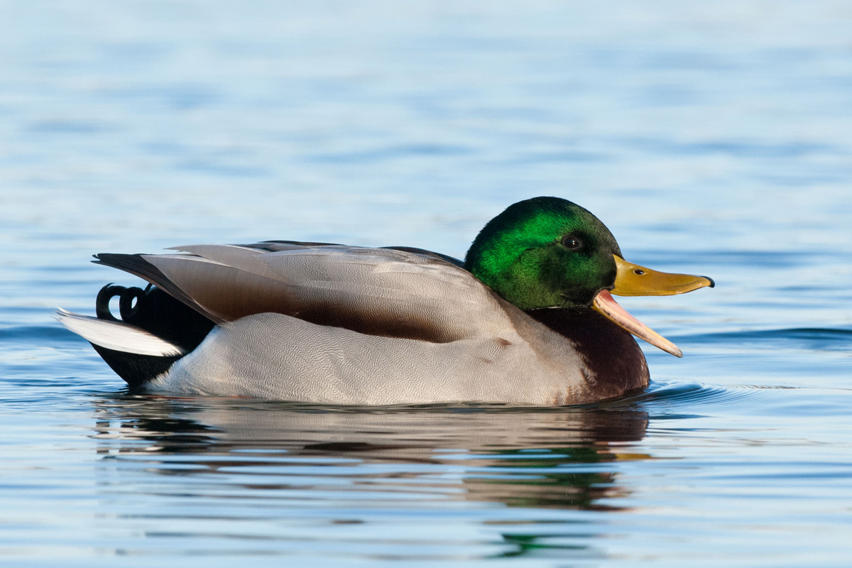 Mallard