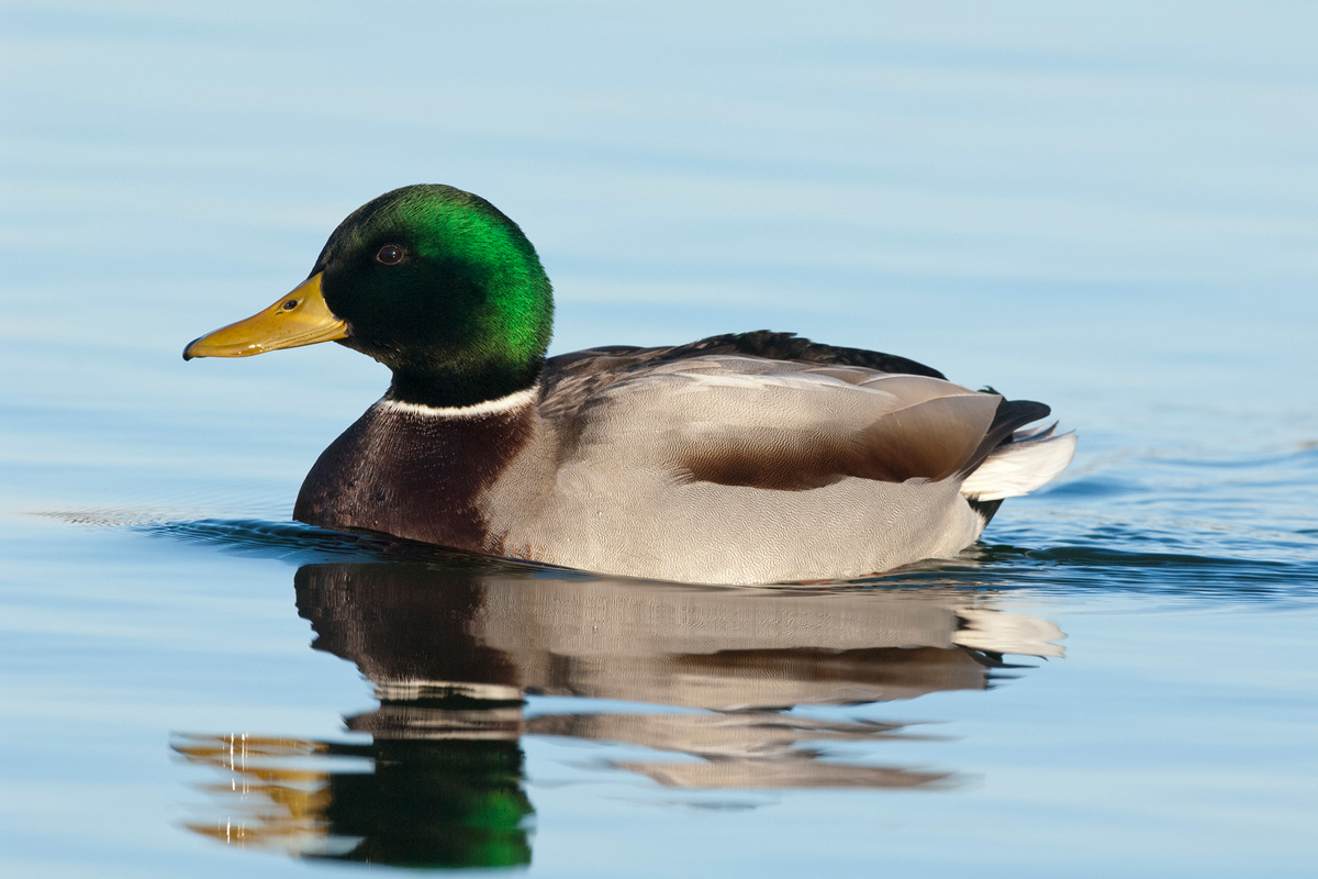 Mallard