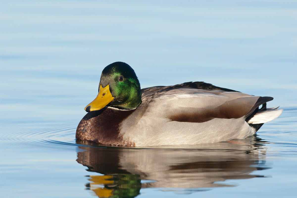 Mallard