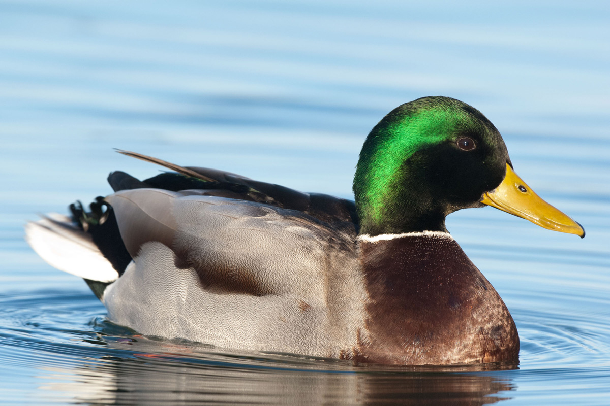 Mallard