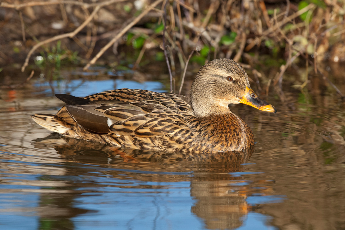 Stockente