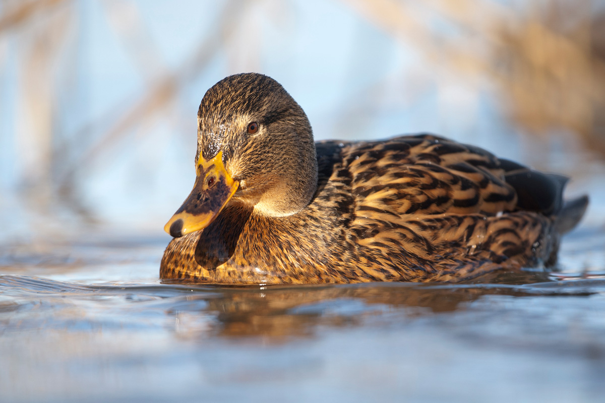 Mallard