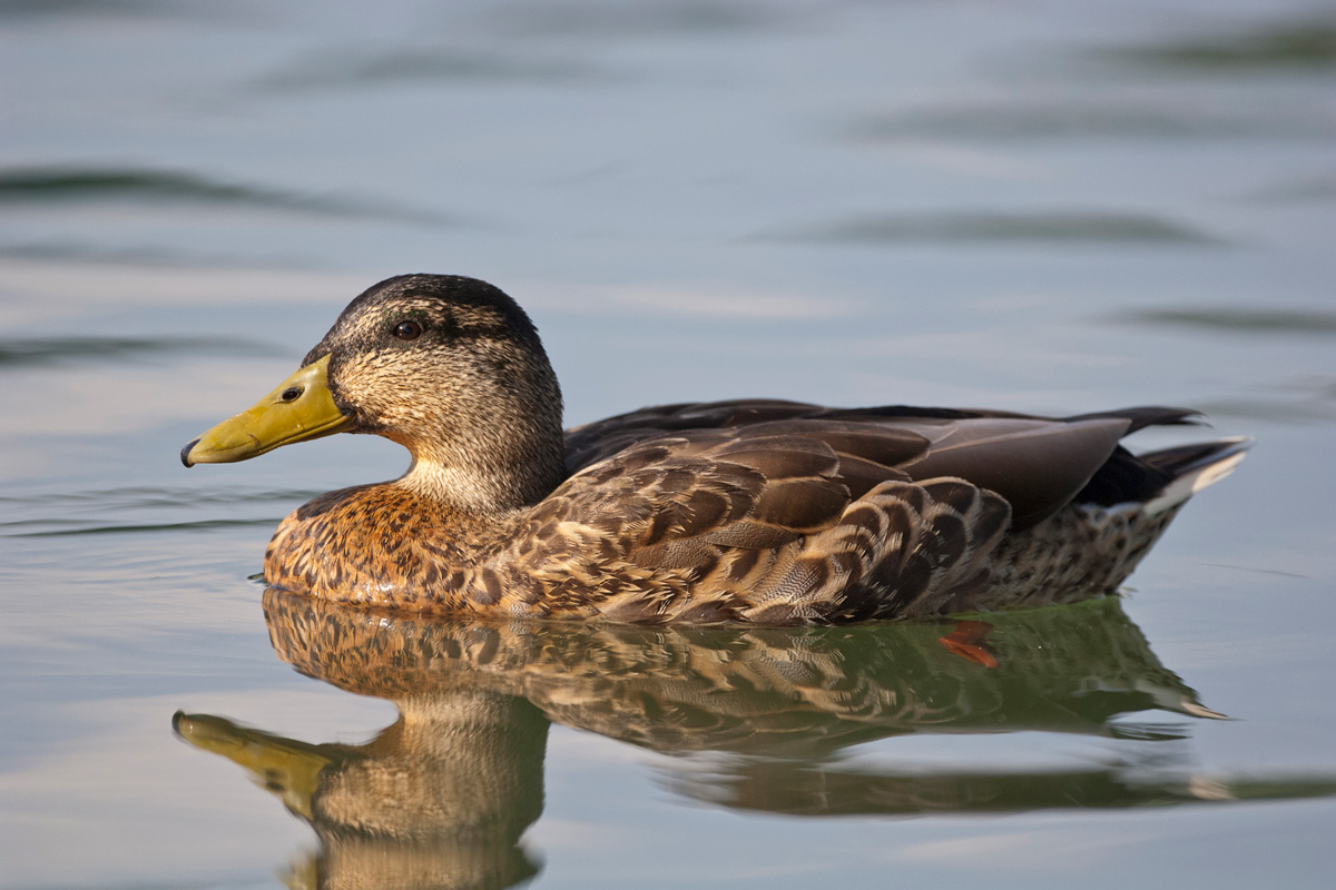 Mallard