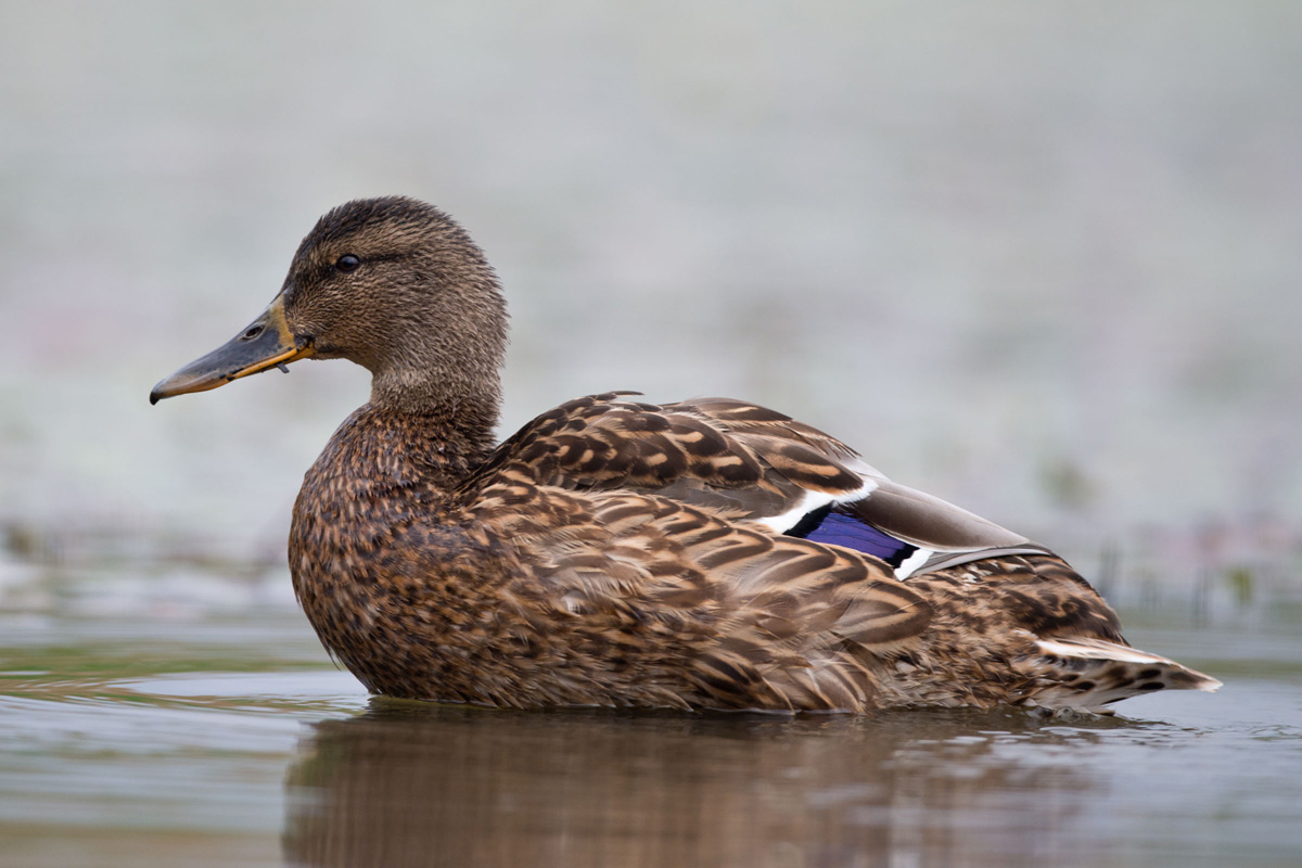 Mallard