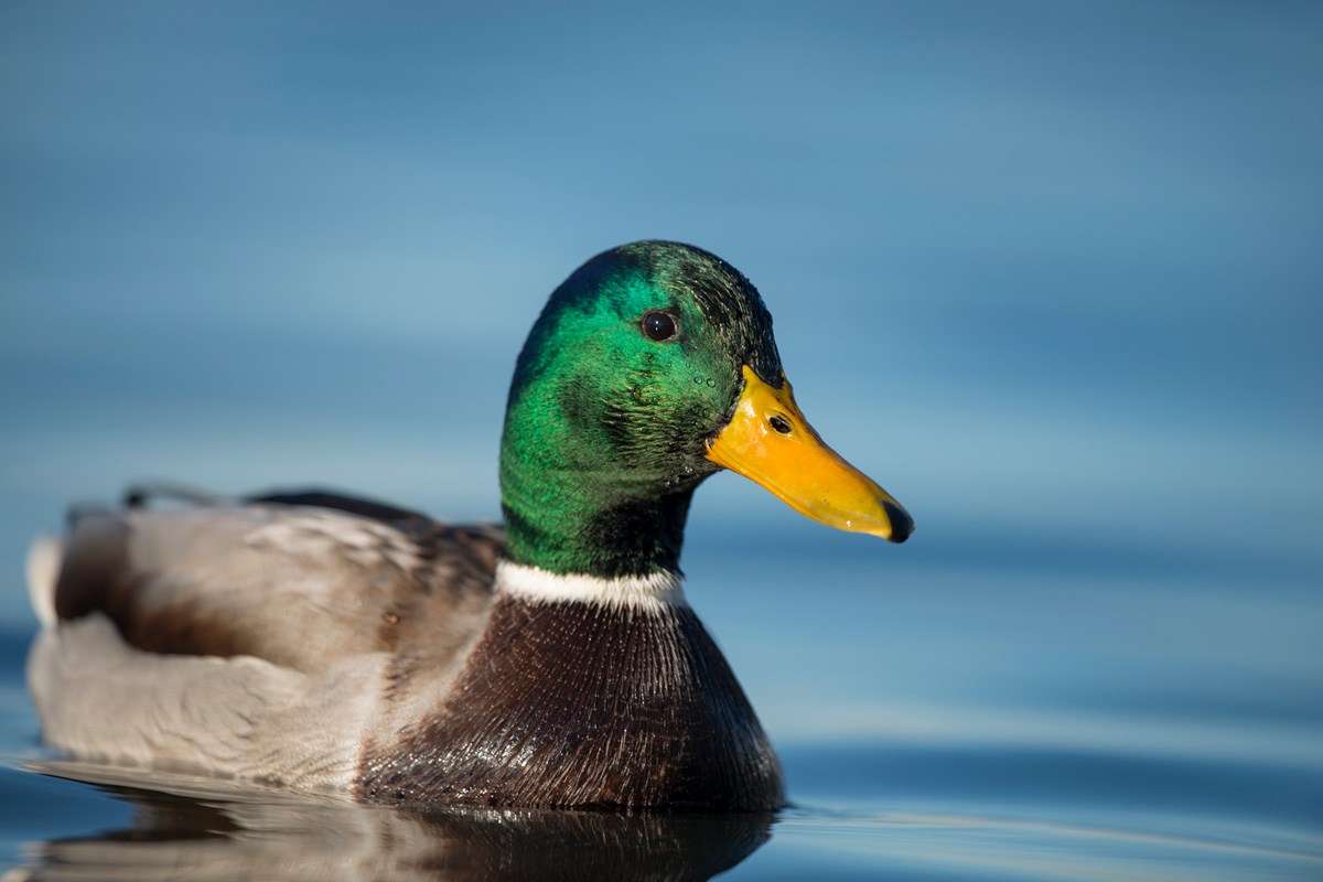 Mallard