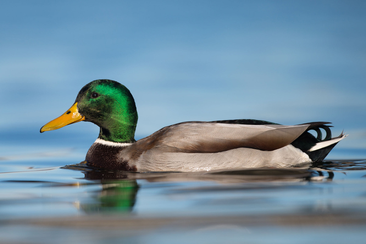 Mallard