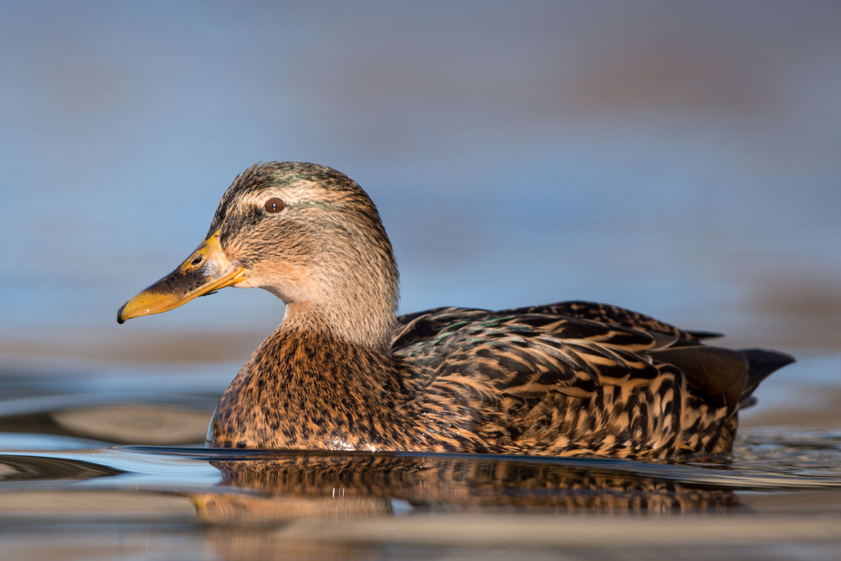 Mallard