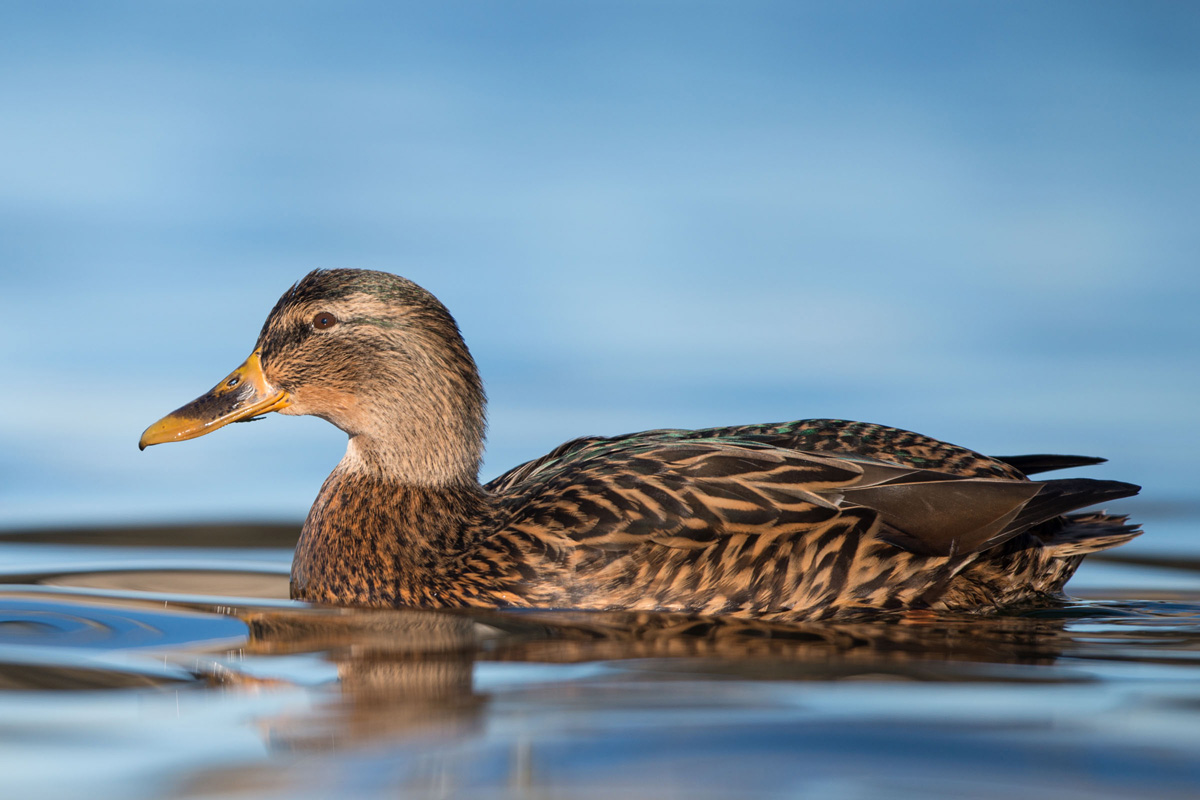 Mallard