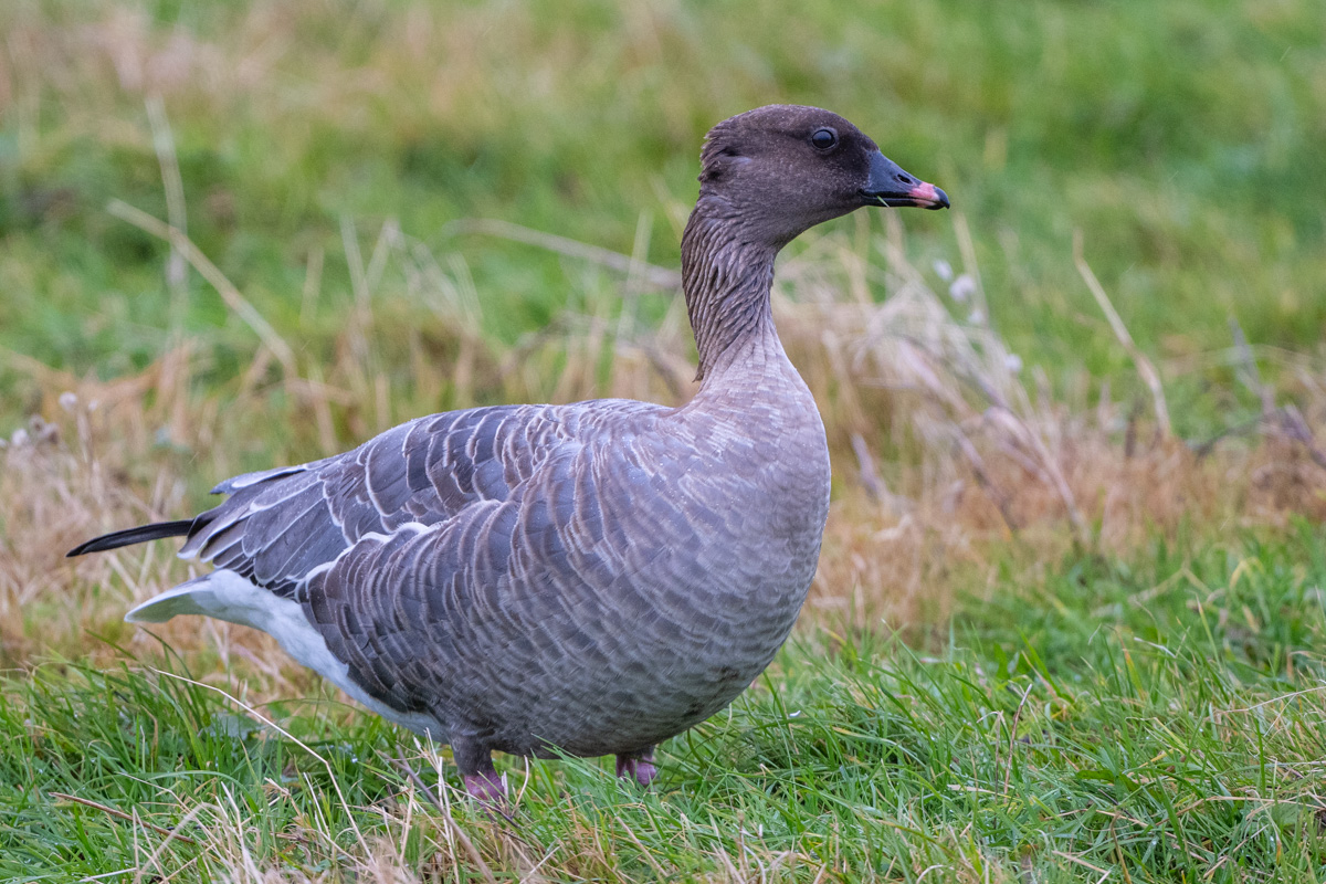 Pink-footed Goose