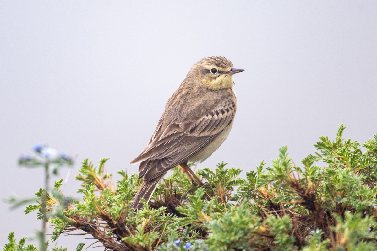 Tawny Pipit