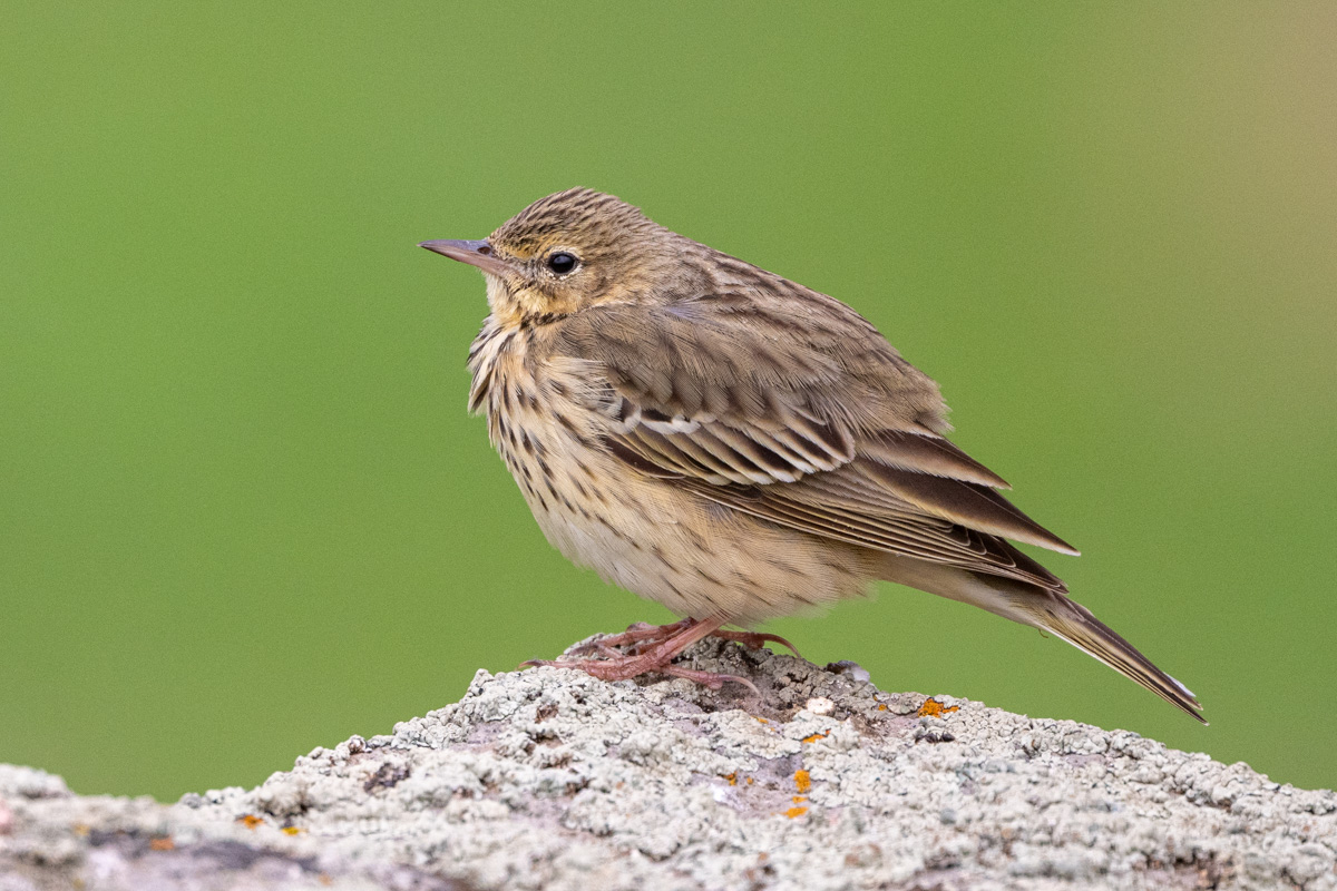 Tree Pipit