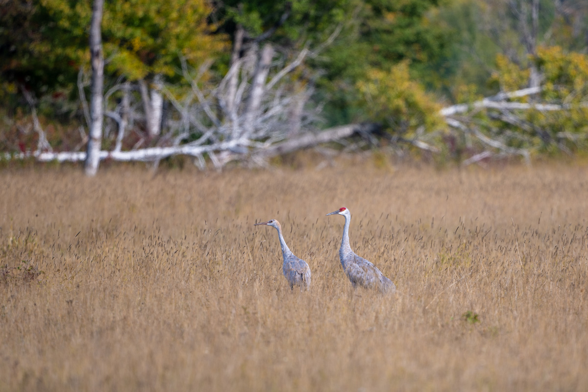 Sandhill Crane