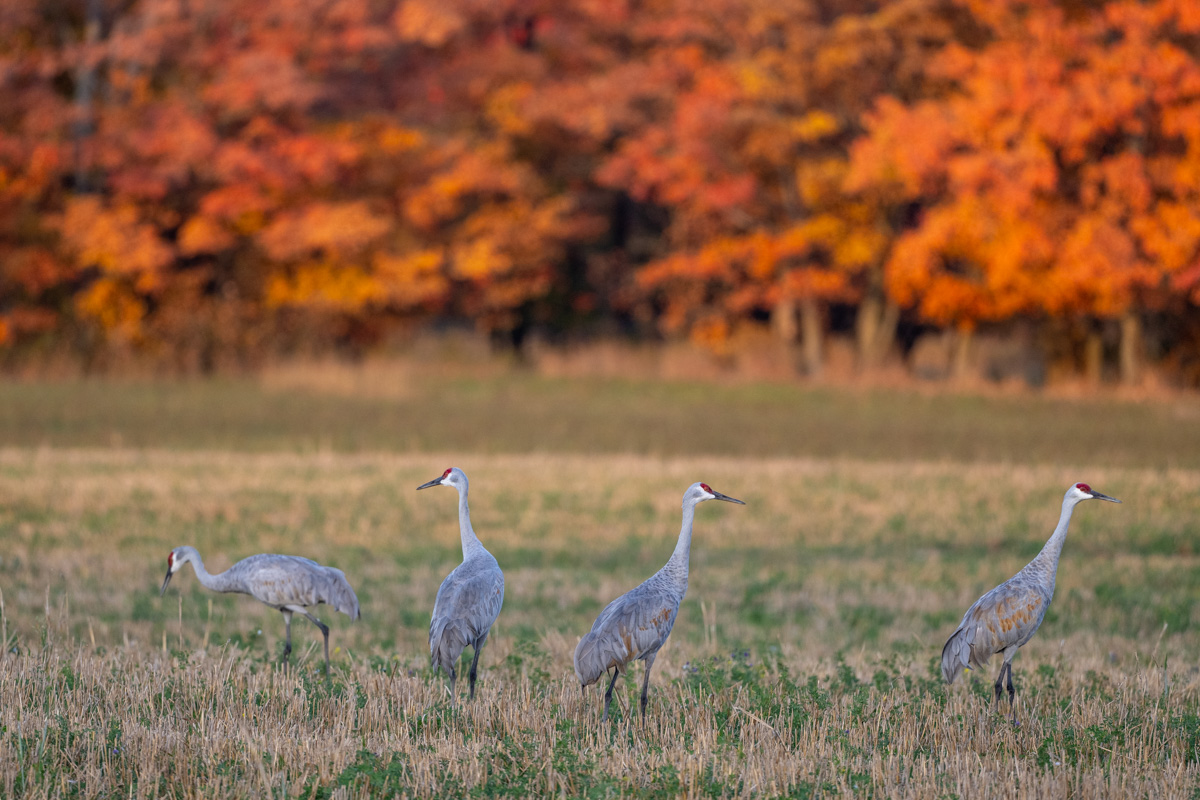 Sandhill Crane