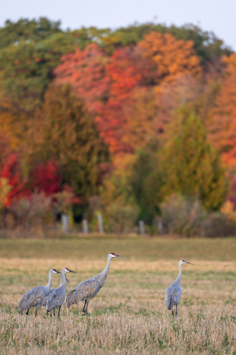 Sandhill Crane