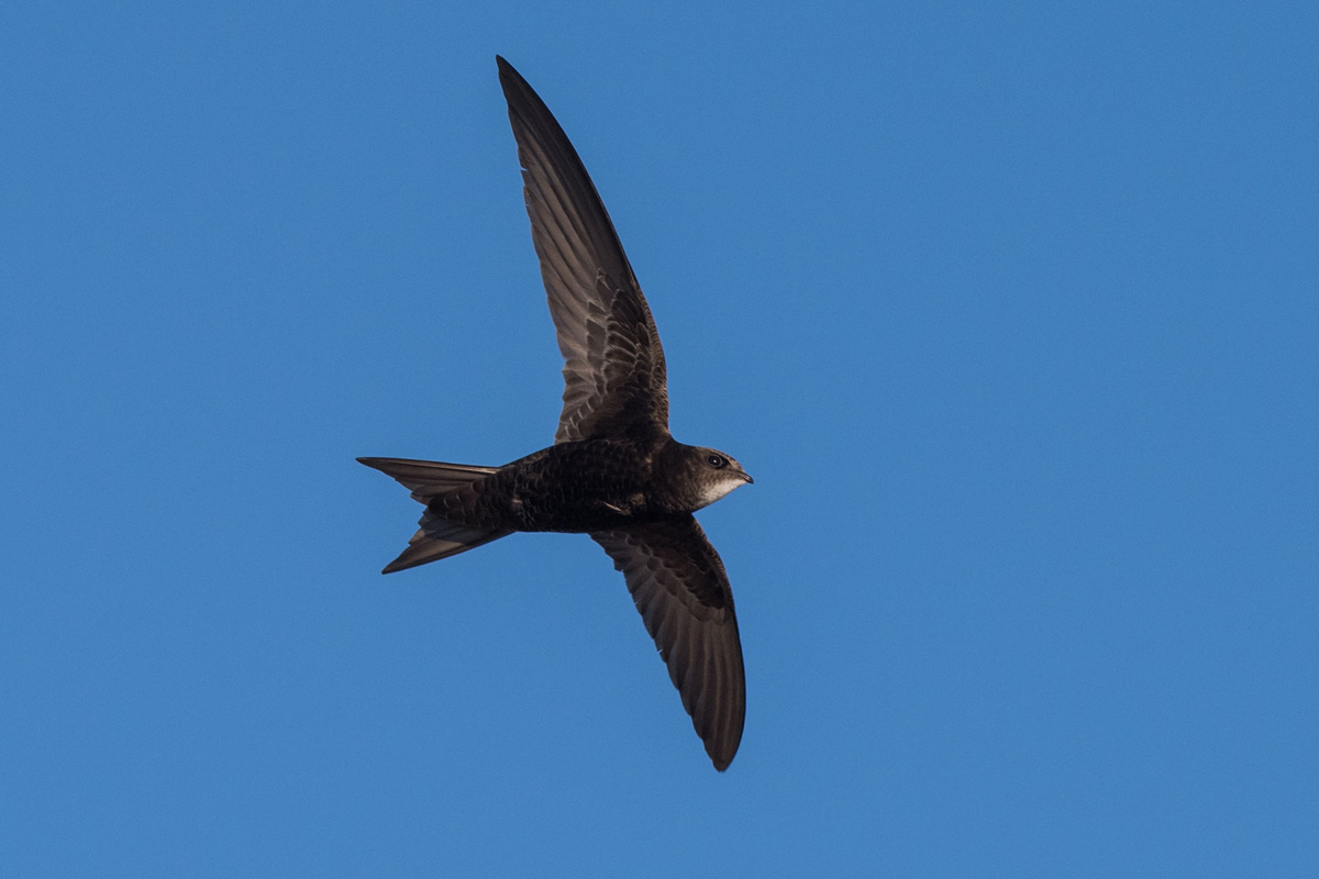 Common Swift