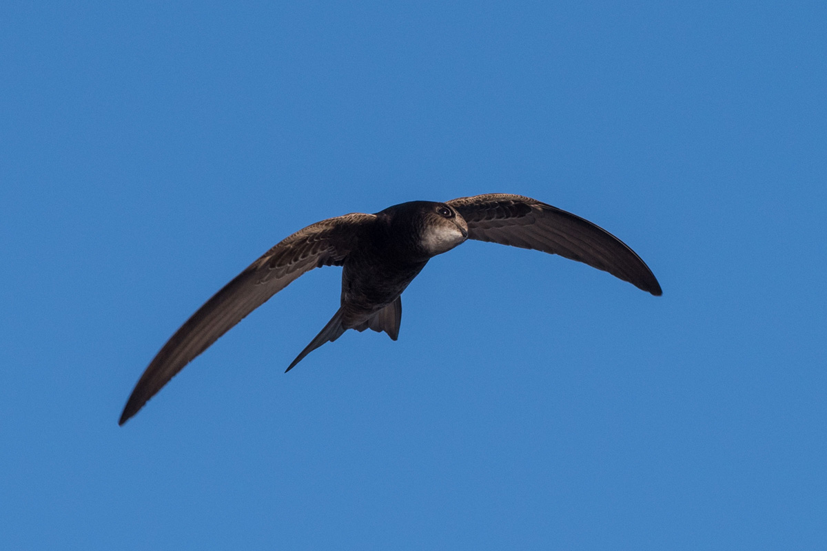 Common Swift