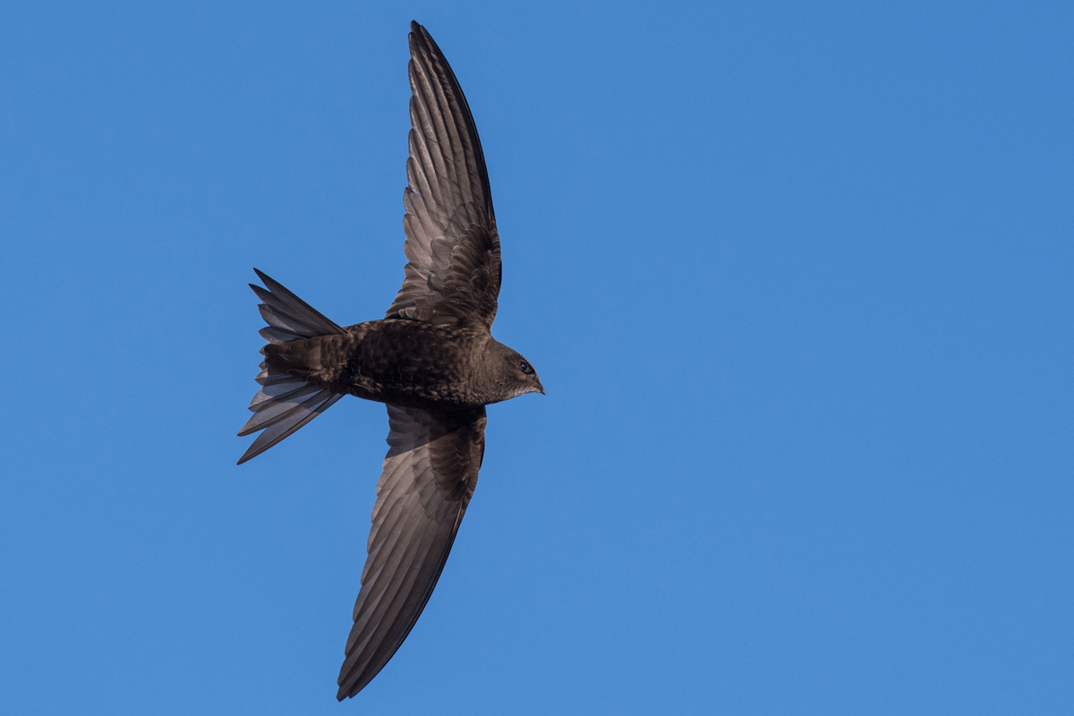 Common Swift