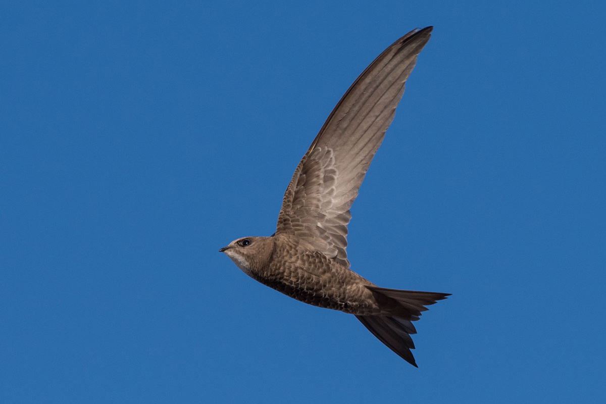 Pallid Swift