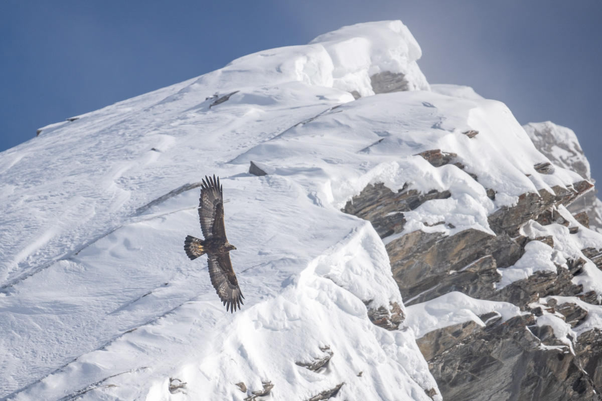 Golden Eagle