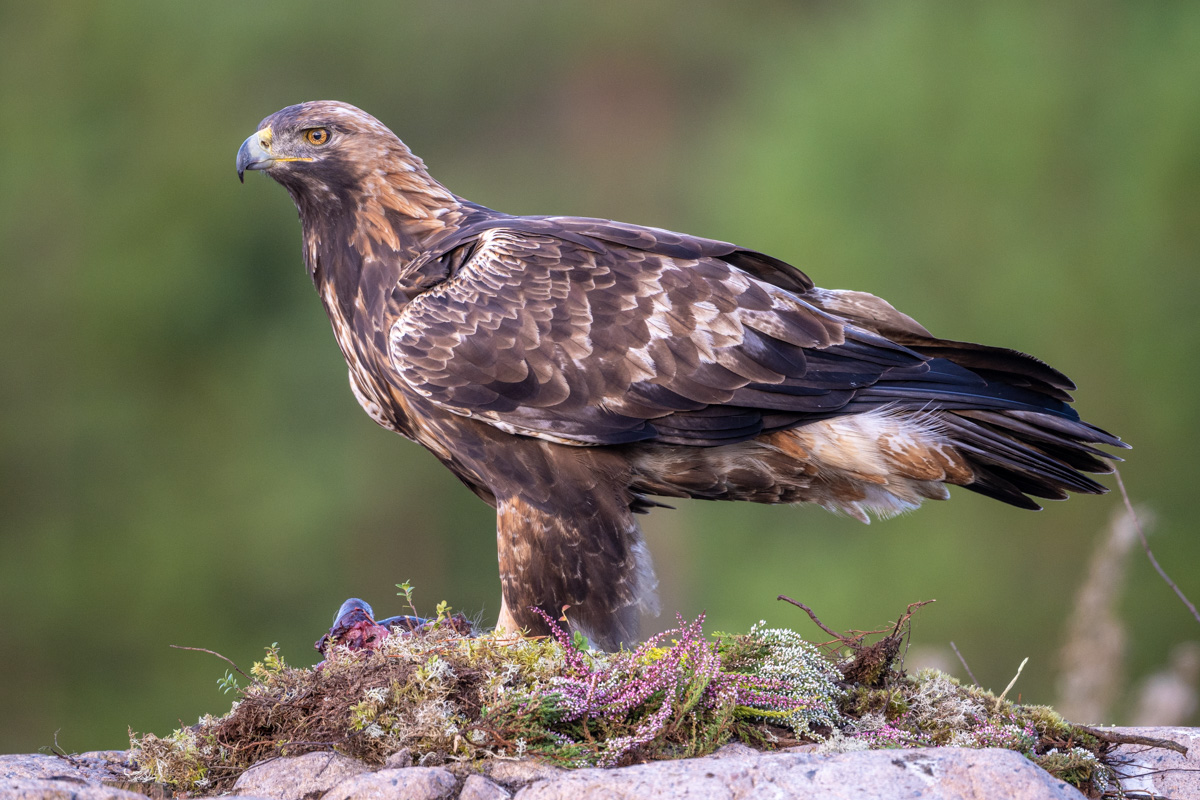 Golden Eagle