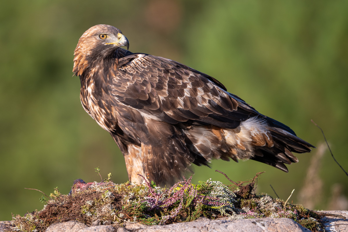 Golden Eagle