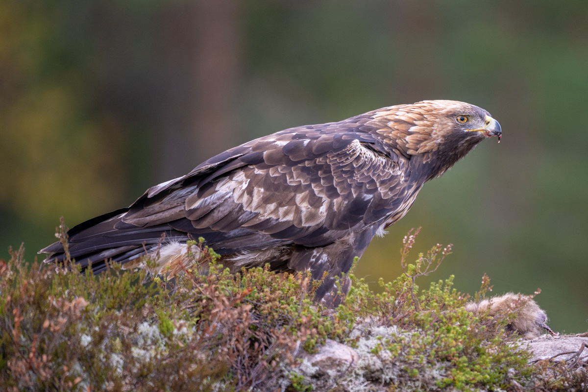 Golden Eagle