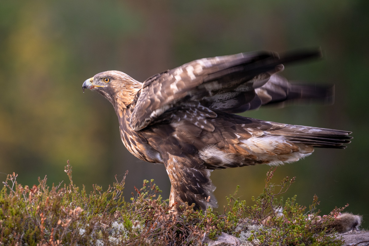 Golden Eagle