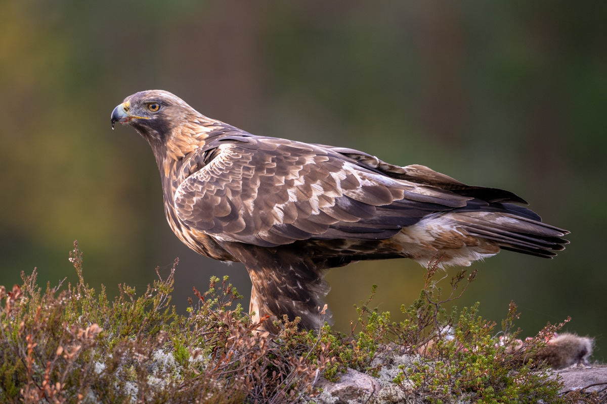 Golden Eagle