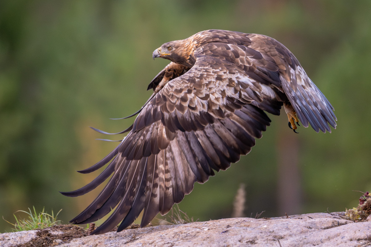 Golden Eagle