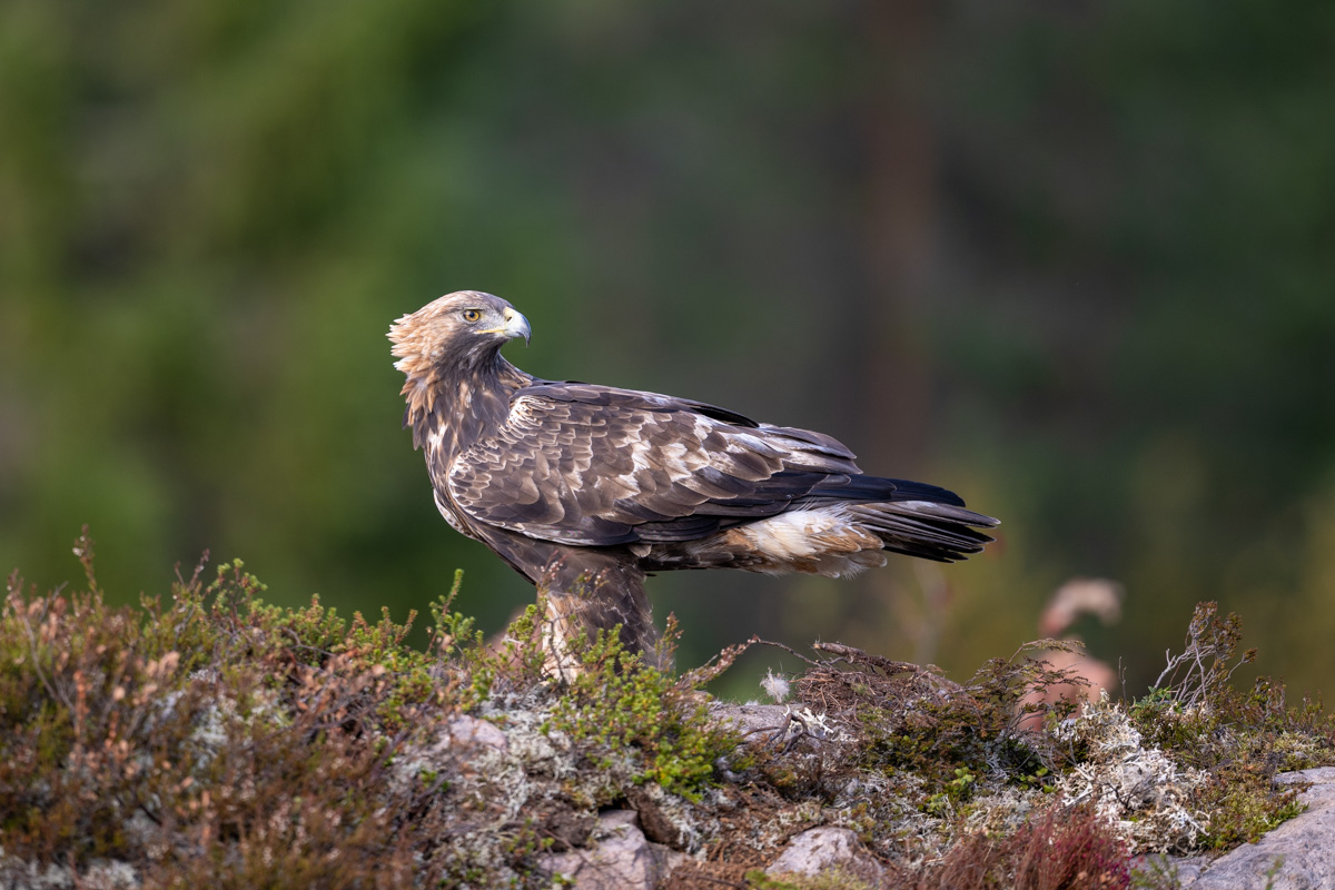 Golden Eagle