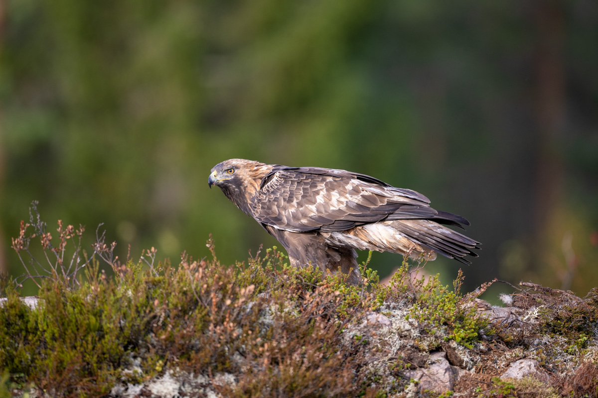 Golden Eagle