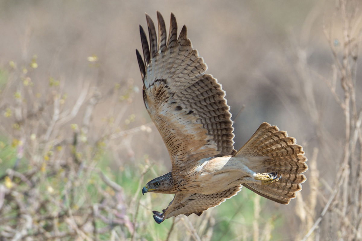 Bonelli's Eagle